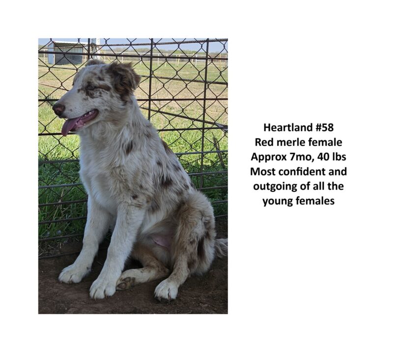 Heartland 58