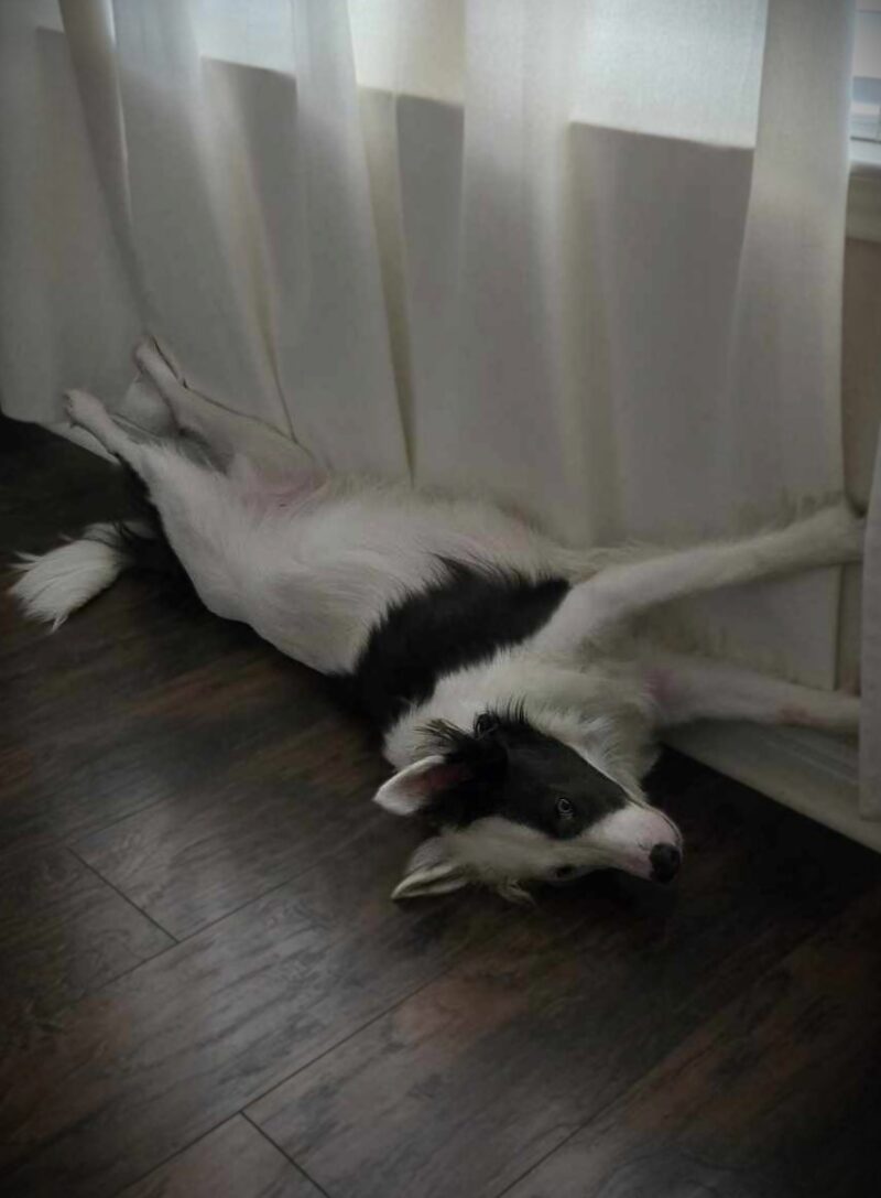 Domino - Image 4