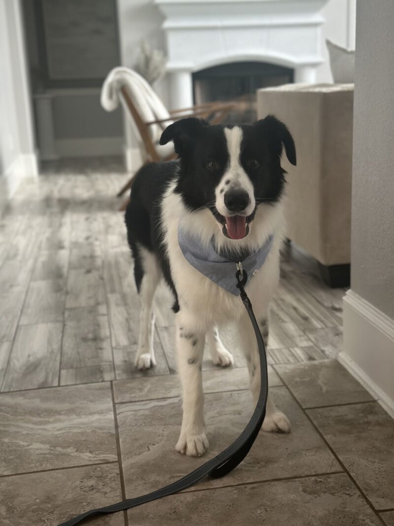 Ranger (ABCR) - Image 6