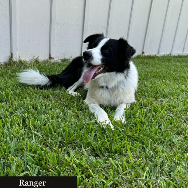 Ranger (ABCR) - Image 5