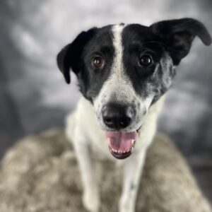 Skipper - Image 3