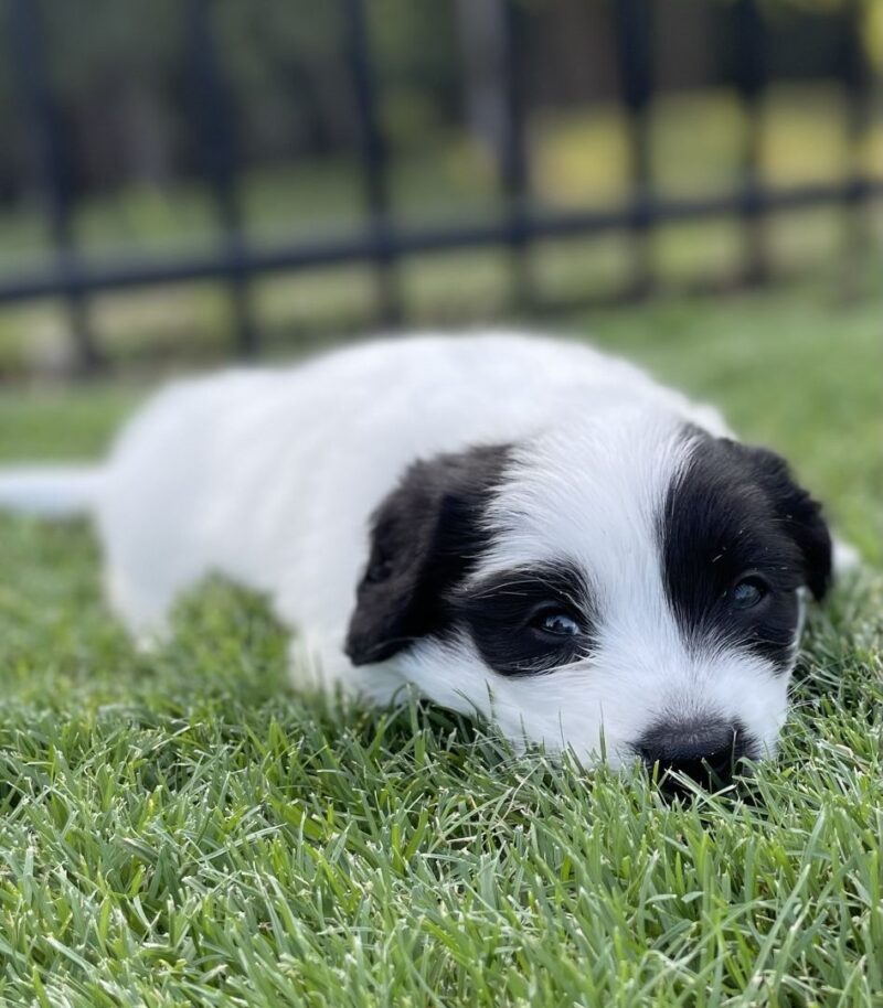 Snoopie