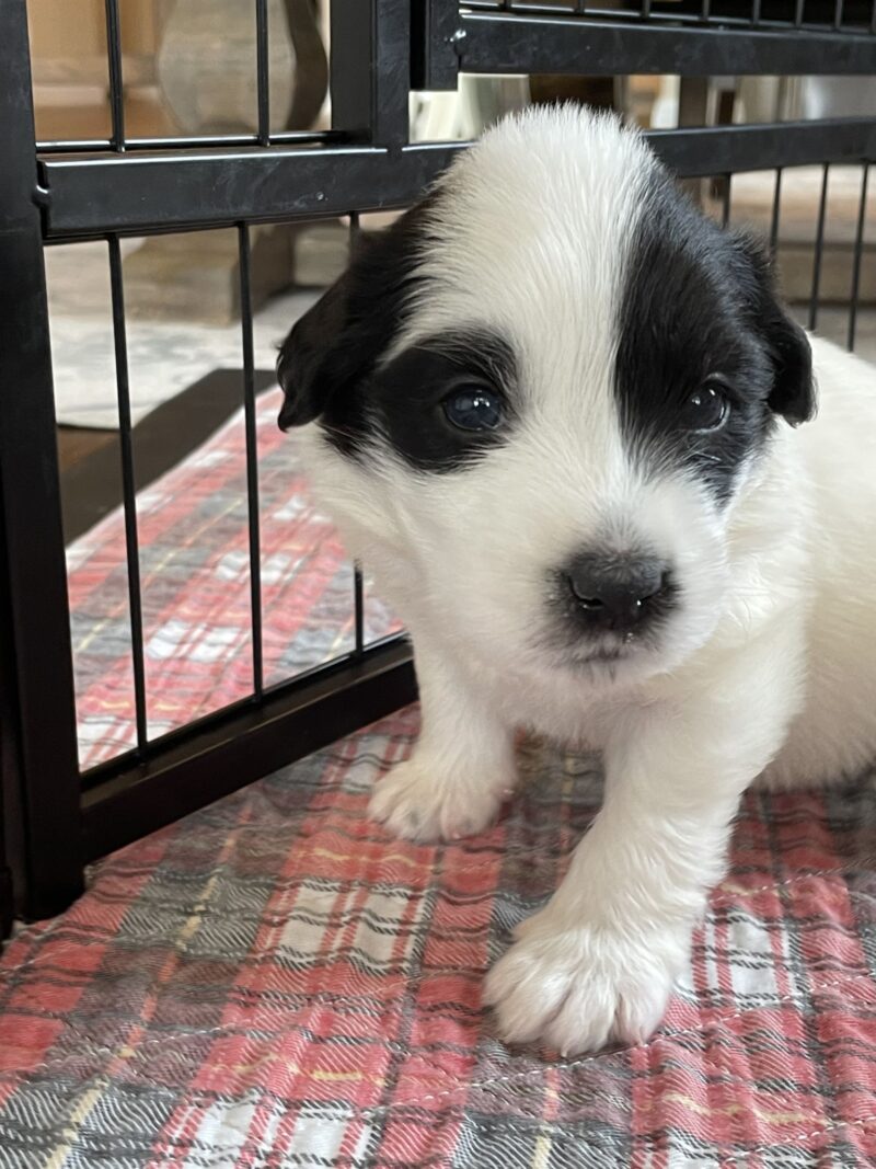 Snoopie - Image 2