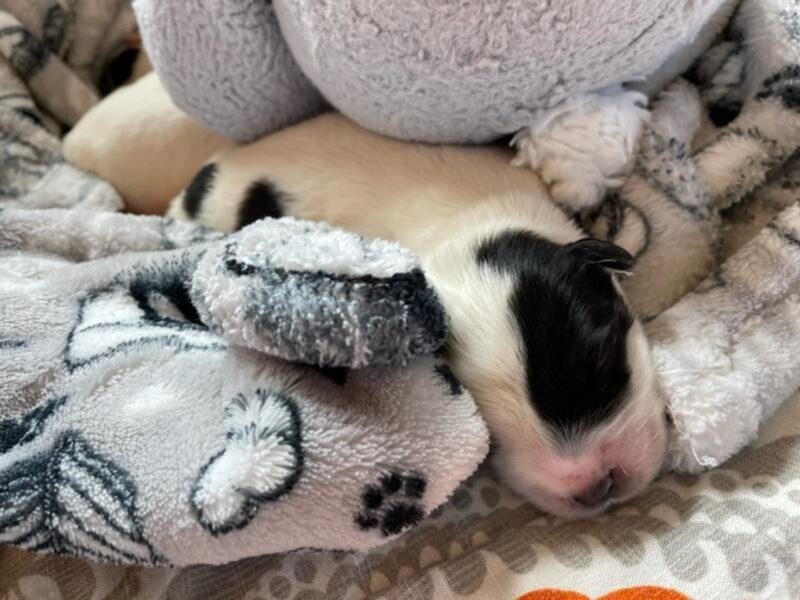 Snoopie - Image 3