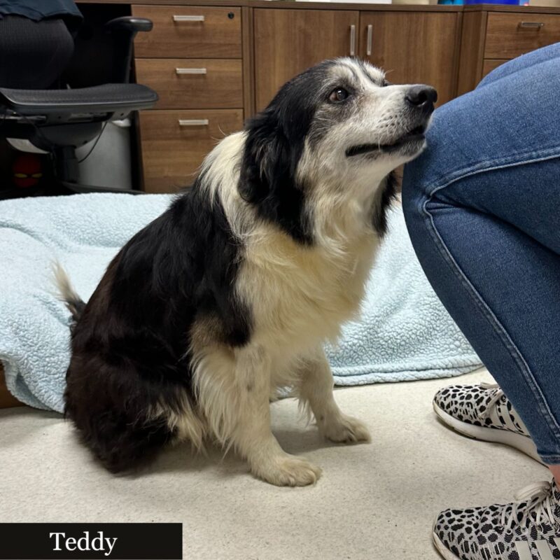 Teddy (ABCR)