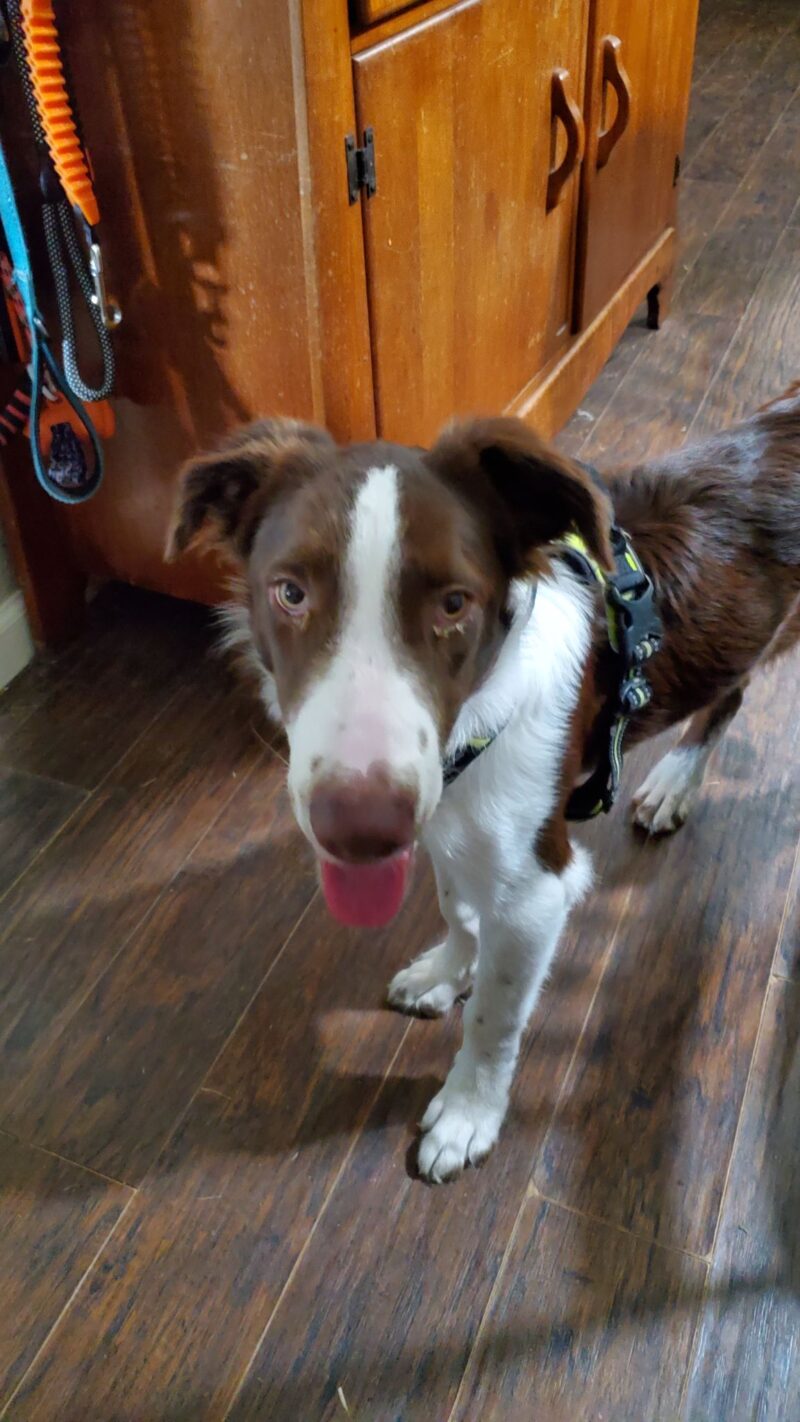 Tobie - Image 11