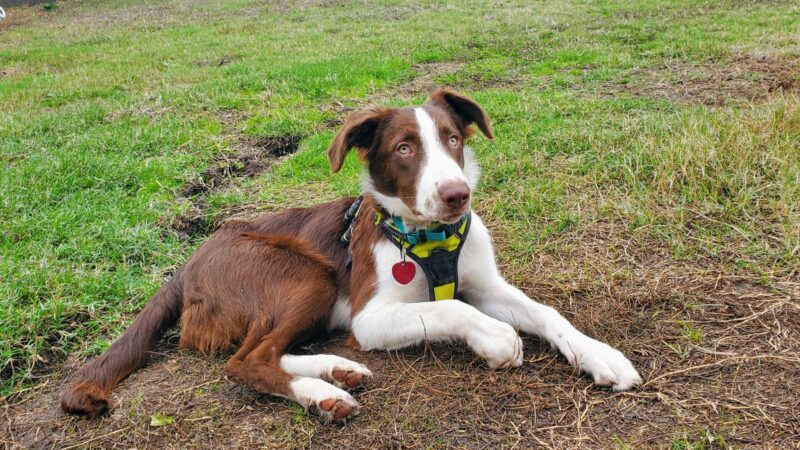 Tobie - Image 9