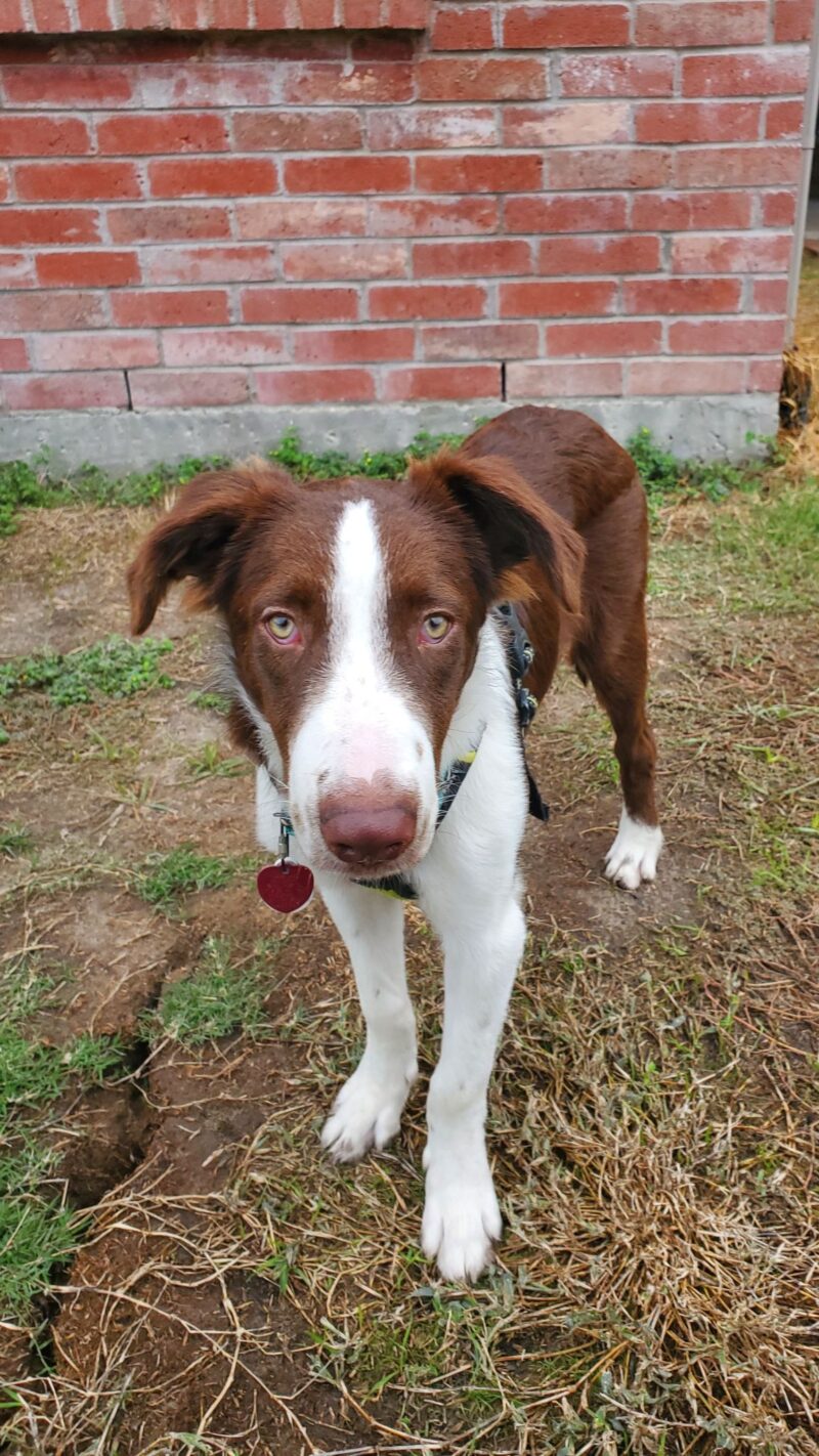 Tobie - Image 8