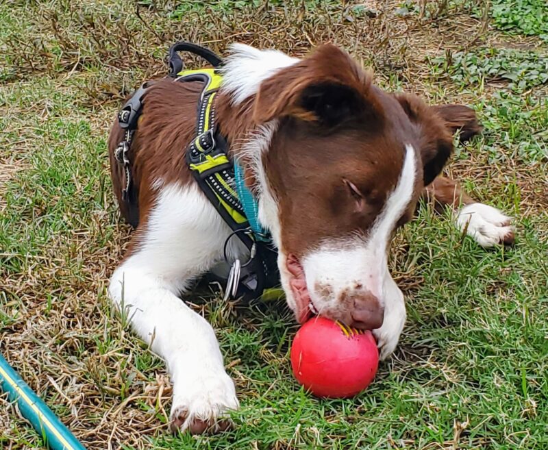 Tobie - Image 7