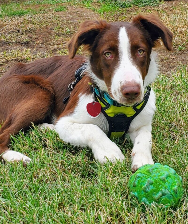 Tobie - Image 6