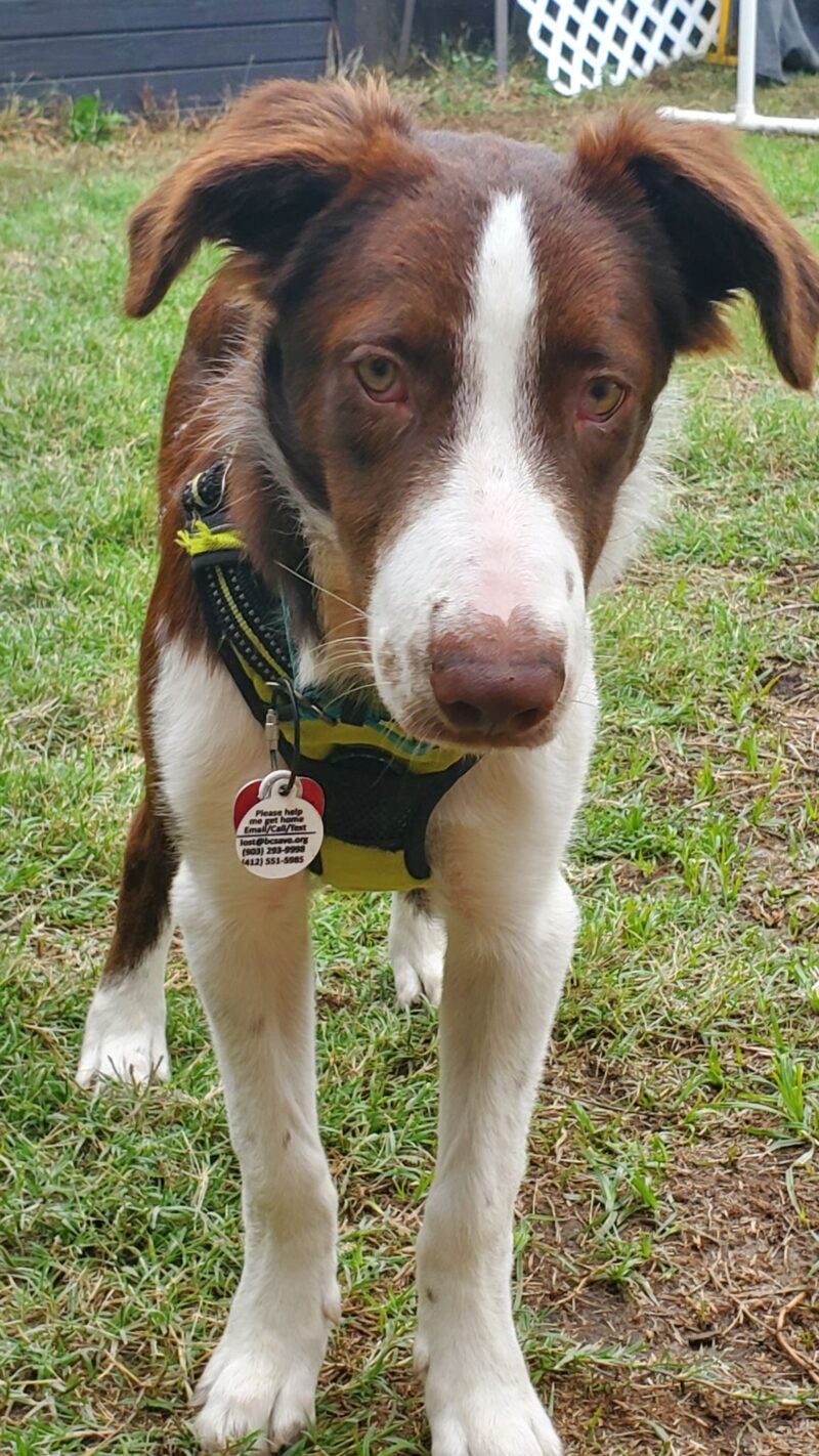 Tobie - Image 5
