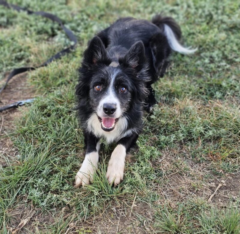 Rambo - Image 2