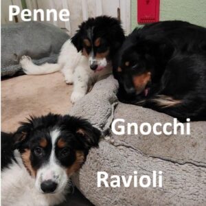 Penne - Image 2